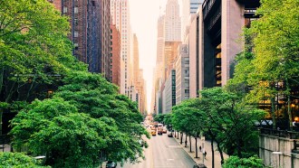 trees creating shade in New York City