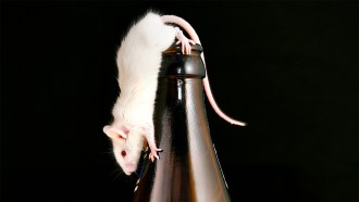 mouse on beer bottle