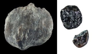 The image shows three fossils at scale. On the left, on a black background, is a kneecap. On the right, on a white background, are two teeth. They fossils belong to a newfound ancient ape species, a new study contends.