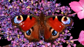 a rust colored spotted butterfly on purple flowers