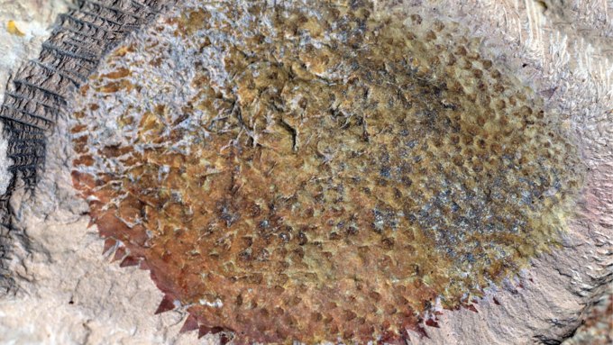 a fossil on a rock shows a oval-shaped creature with spikes all over its body