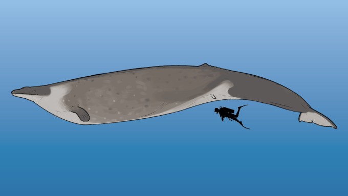 An artist's drawing of the extinct whale Perucetus colossus.