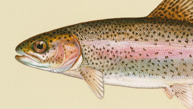 An illustration of a rainbow trout is shown from the middle of the fish's body to the fish's head