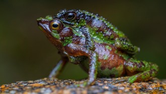 One Morona-Santiago stubfoot toad sits on a rock, while another sits on the back of the first toad. The toads have brown and green coloration and yellow eyes.