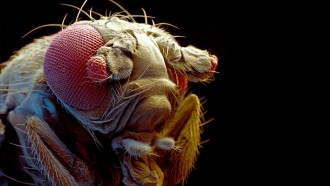 A colorized scanning electron microscope image of the heat of a mutant fruit fly two small ectopic eyes in the place of antennae