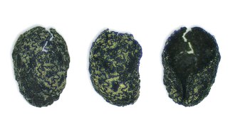 an ancient burned tobacco seed shown from three angles