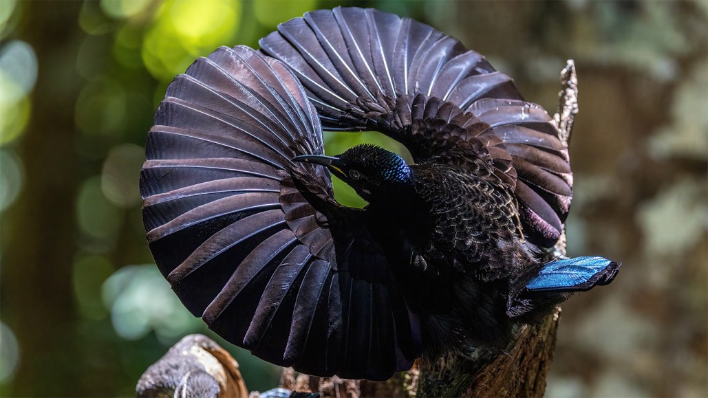 A black-colored bird arcs his wings, making a full circle around his head, as part of his courtship display.