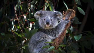 A koala in a tree