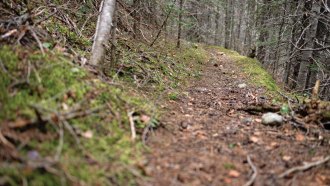 A photo of an empty trail in the woods